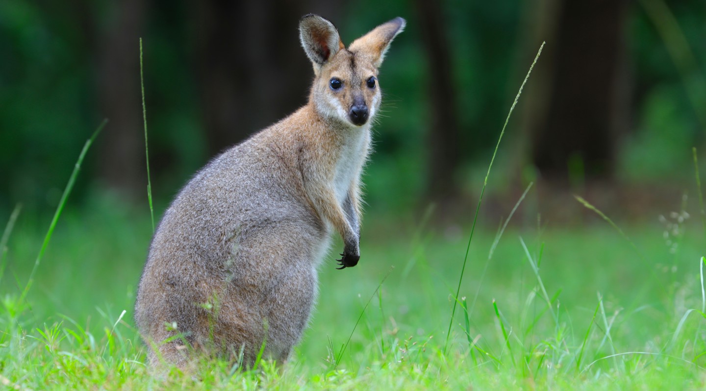 A wallaby standing in a field of grass.