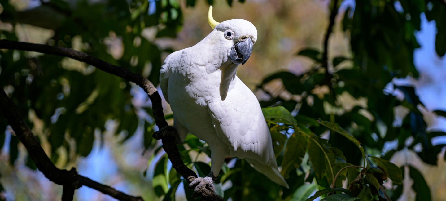 White cockatoo on a tree branch.